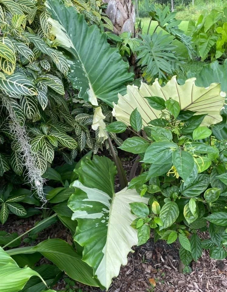 ALOCASIA 'PORTORA' — Aroidpedia